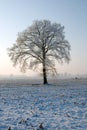 Tree in the winter