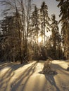 Tree at winter