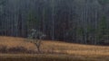 Tree, Winter in Cataloochee Valley, Great Smoky Mountains Nation