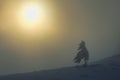 Tree in Winter in Ciucas Mountains, Romania Royalty Free Stock Photo