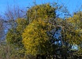 Tree covered in yellow Mistletoe Royalty Free Stock Photo