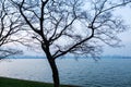 Tree in the winter, lake and twilight at the Donghu East Lake of  Wuhan City of China Royalty Free Stock Photo