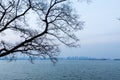 Tree in the winter, lake and twilight at the Donghu East Lake of  Wuhan City of China Royalty Free Stock Photo