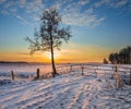 Tree in Winter Landscape