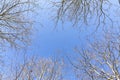 Tree in winter with leaveless branches with blue sky Royalty Free Stock Photo