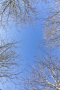 Tree in winter with leaveless branches with blue sky Royalty Free Stock Photo