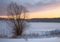 Tree on a winter plain at sunrise Royalty Free Stock Photo