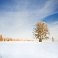 Tree in winter with snow covered fields Royalty Free Stock Photo