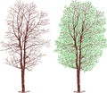 Tree in winter and summer