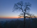 A tree in winter with sunset sky at Great Smoky Mountains National Park Royalty Free Stock Photo