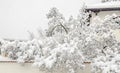 Tree in winter time, branches covered with white snow and ice Royalty Free Stock Photo