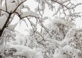 Tree in winter time, branches covered with white snow and ice Royalty Free Stock Photo