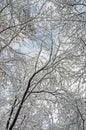 Tree in winter time, branches covered with white snow and ice Royalty Free Stock Photo