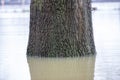 Tree at winter time standing in high water, flood of rhine river at Cologne, reflection in water Royalty Free Stock Photo