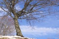 Tree in winter. Royalty Free Stock Photo