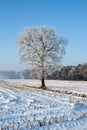 Tree in winters landscape Royalty Free Stock Photo