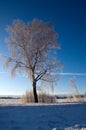 Tree in wintry landscape Royalty Free Stock Photo