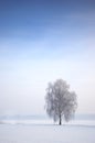 Tree in Wintry landscape Royalty Free Stock Photo