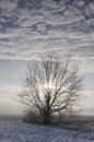 Tree in wintry landscape