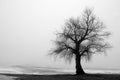 Tree in Wintry landscape Royalty Free Stock Photo