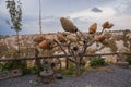 Tree Of Wishes with clay pots in Cappadocia. Central Anatolia, Turkey Royalty Free Stock Photo