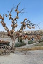 Tree Of Wishes with clay pots in Cappadocia. Goreme, Nevsehir Province, Cappadocia, Central Anatolia, Turkey Royalty Free Stock Photo