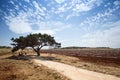 Tree of wishes in Cyprus