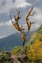 Tree with withered branches with plants on it on blue sky in Himalayas. Fluffy tree. Wilderness concept. Himalayan landscape