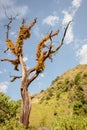 Tree with withered branches with plants on it on blue sky in Himalayas. Fluffy tree. Wilderness concept. Himalayan landscape