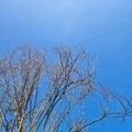 tree withered due to the dry season in the middle of the blue sky