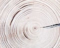 Tree wood cut with annual ring as natural texture background Royalty Free Stock Photo