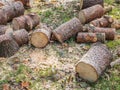 Tree wood felling in the park Royalty Free Stock Photo