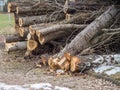 Tree wood felling in the park Royalty Free Stock Photo