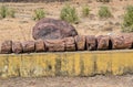 Tree and Wood Fossil Segments