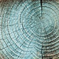 Tree wood rings
