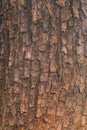 Tree and wood skin background