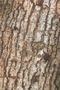 Tree and wood skin background