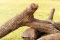 Tree wood truck lying on green field, blur background, selective focus Royalty Free Stock Photo