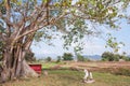 tree and wooden horse in Pai