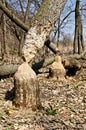 Tree in woods gnawed by beavers