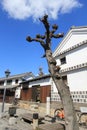 Tree, woody, plant, sky, building, house, facade, branch, roof