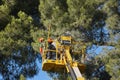 Tree work, pruning operations. Crane and pine wood Royalty Free Stock Photo