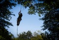 Tree worker climbing to cut branches