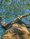 Tree in worm`s-eye perspective/ Baum aus der Froschperspektive