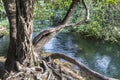 A tree wrapped in a vine near a mountain river in the Krka National Park near Skradin, Croatia Royalty Free Stock Photo
