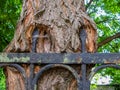 Tree with wrought metal fence grown in to the bark