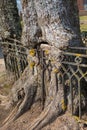 Tree with wrought metal fence grown into