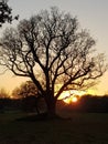 This Tree& X27;s Silhouette Against The Setting Sun Makes Its Bare Branches Stand Out Down To The Twigs