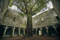 Tree in the yard of the Muckross Abbey under the sunlight in Killarney National Park, Ireland Royalty Free Stock Photo