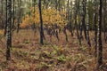 Tree with yellow coloured leaves in an autumn forest.